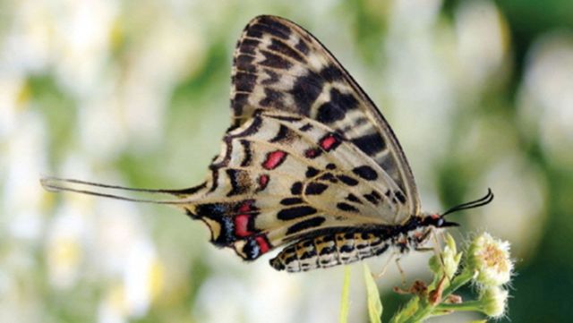 꼬리명주나비 / 국립생물자원관