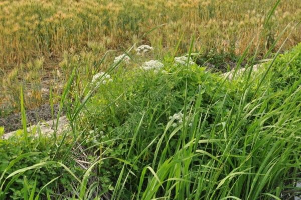 독미나리 자료 사진. / 국립생물자원관