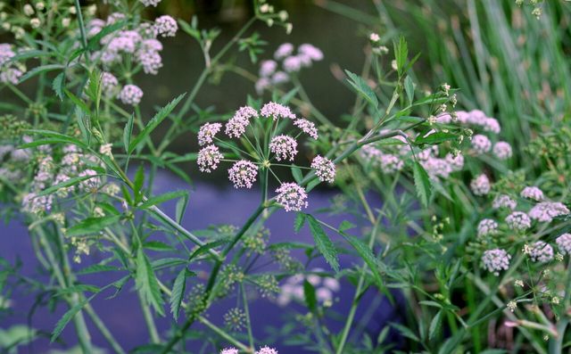 독미나리 자료 사진. / 국립생물자원관