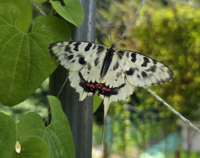 꼬리명주나비 / 화성시