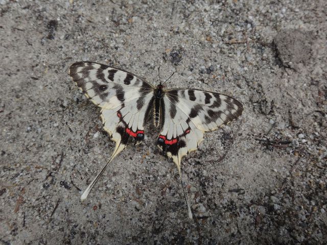 꼬리명주나비 / 국립공원공단