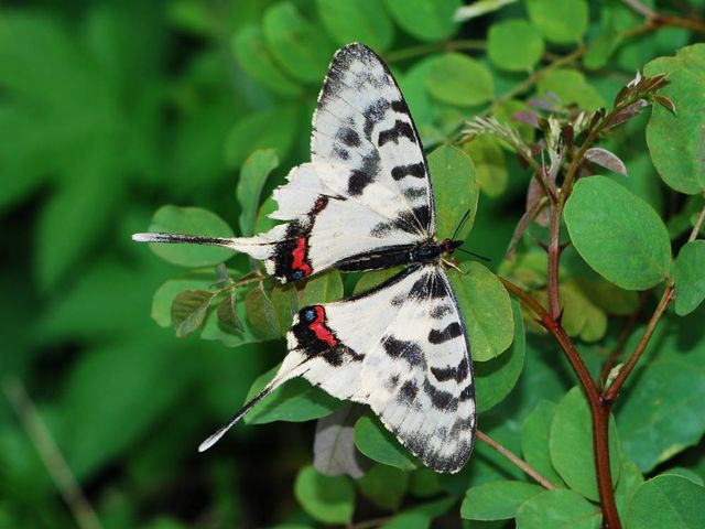 꼬리명주나비 / 국립공원공단
