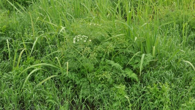 독미나리 자료 사진. / 국립생물자원관