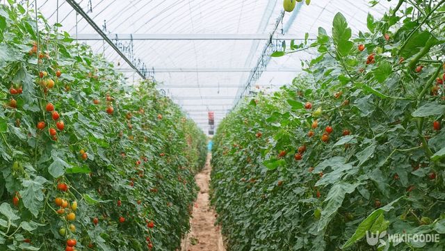 토마토 재배 자료 사진. / 위키푸디
