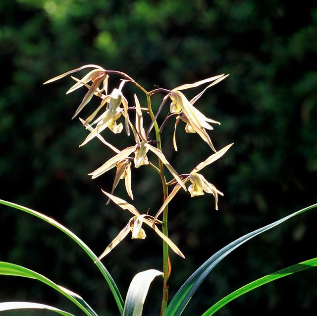 한란 사진. / 국립생물자원관