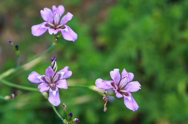 대청부채 사진. / 국립생물자원관