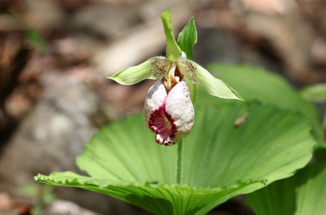 광릉요강꽃 사진. / 국립생물자원관