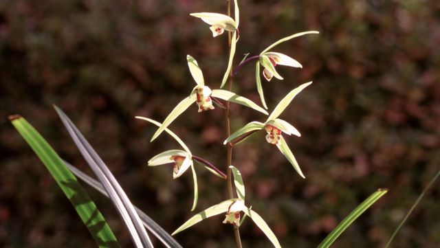 한란 사진. / 국립생물자원관