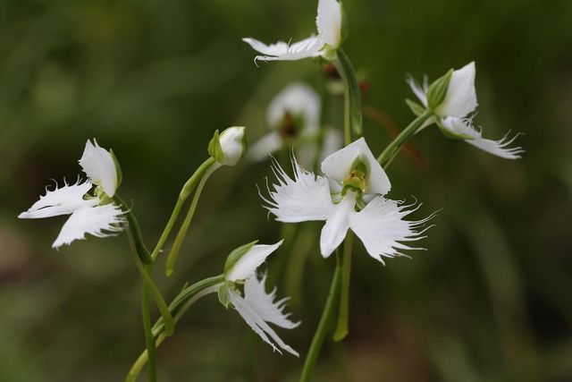 해오라비난초 / 국립생물자원관