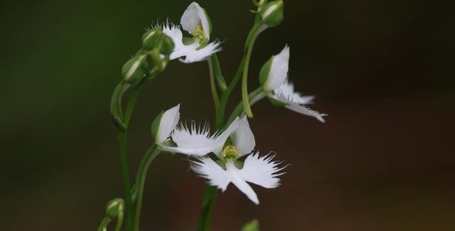 해오라비난초 / 수원시