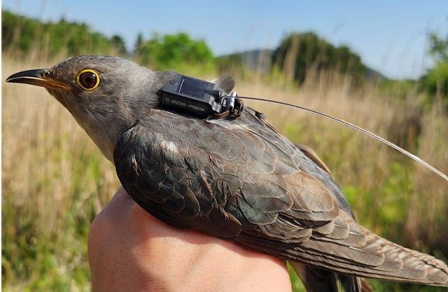 위치추적기가 부착된 두견이 / 국립생물자원관