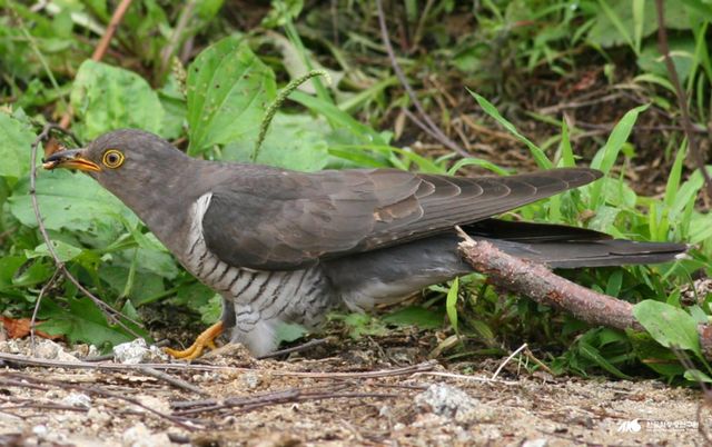 두견이가 곤충을 먹고 있는 모습 / 한국민족문화대백과