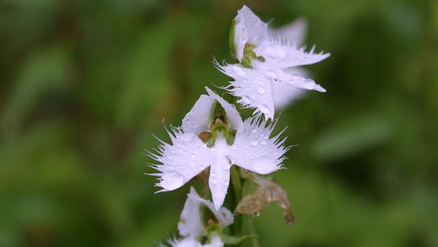 해오라비난초 / 국립생물자원관