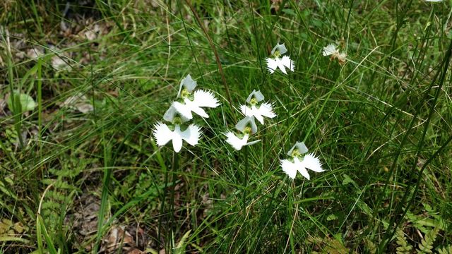 해오라비난초 / 국립생물자원관