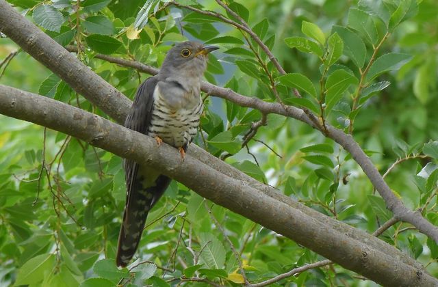 두견이 / 국립생물자원관
