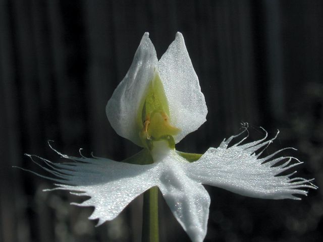 해오라비난초 / 국립생물자원관