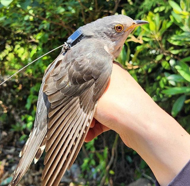 위치추적기가 부착된 두견이 / 국립생물자원관