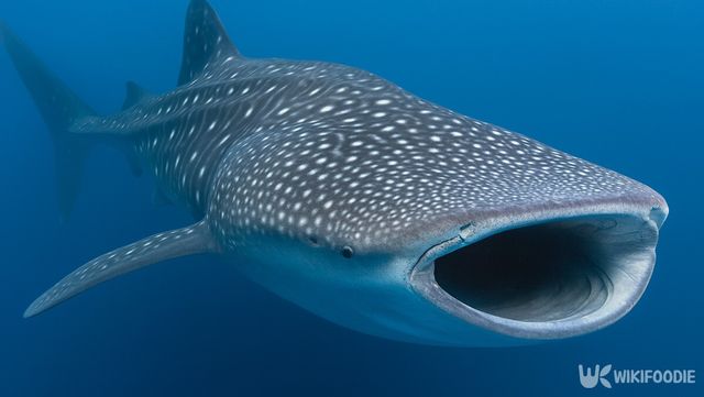 고래상어 자료 사진. / 위키푸디