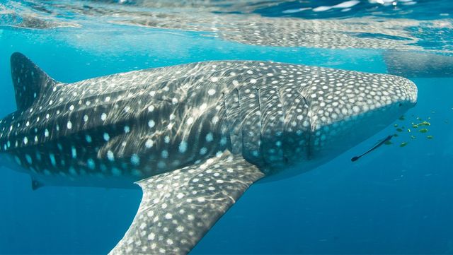 고래상어 자료 사진. / Robert Harding Video-shutterstock.com