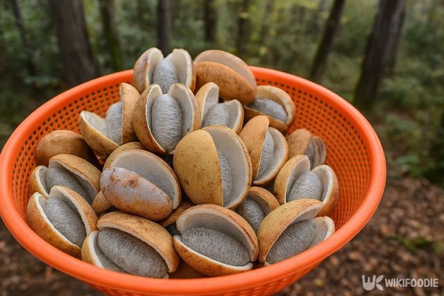 으름 자료 사진. / 위키푸디