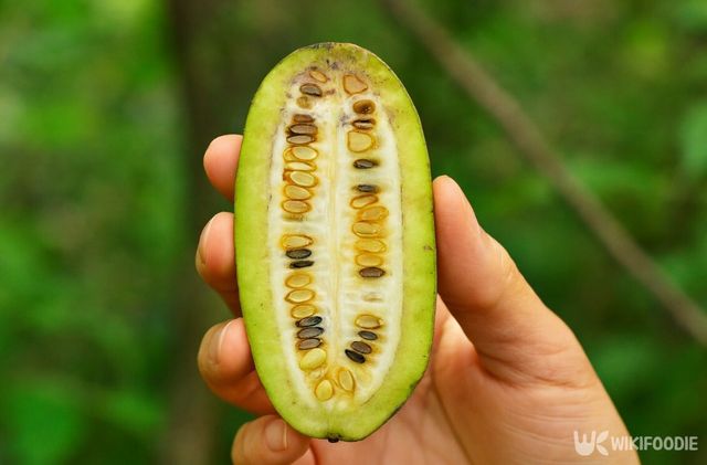 으름 자료 사진. / 위키푸디