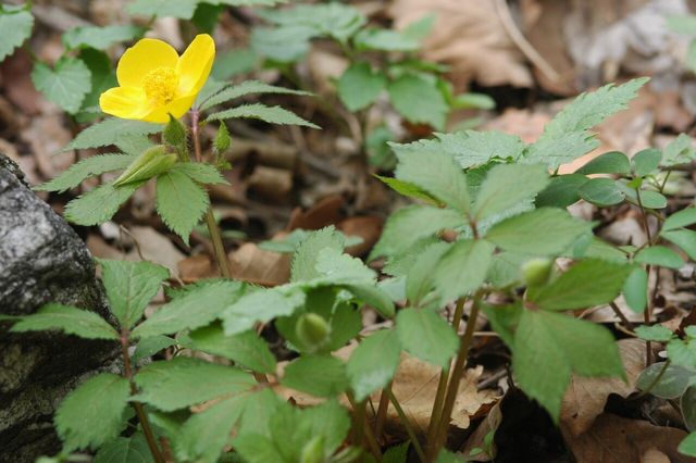 피나물 자료 사진. / 국립생물자원관