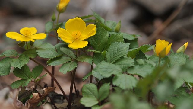 피나물 자료 사진. / 국립생물자원관