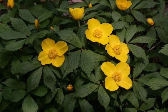 피나물 자료 사진. / 국립생물자원관