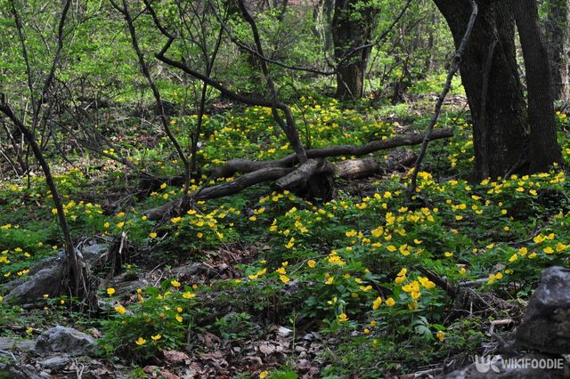 피나물 자료 사진. / 국립생물자원관