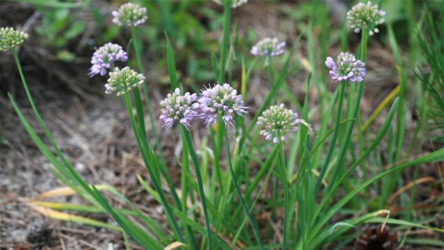 두메부추 자료 사진. / 국립생물자원관