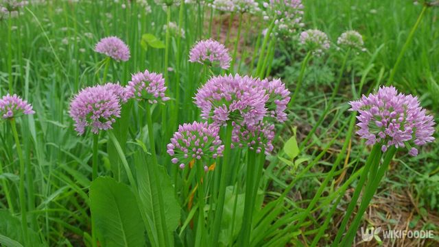 두메부추 자료 사진. / 위키푸디