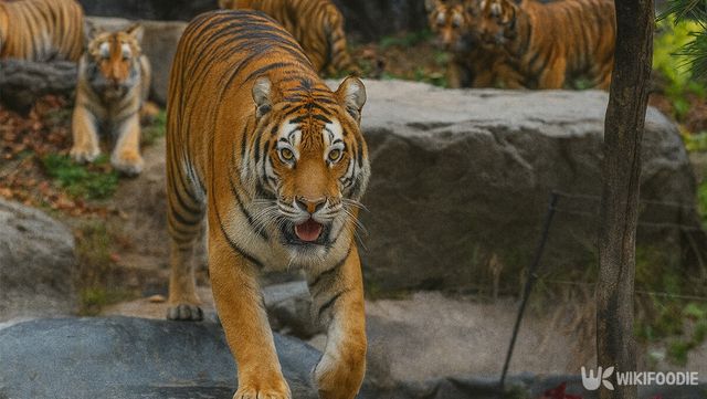 한국 호랑이 자료 사진. / 위키푸디