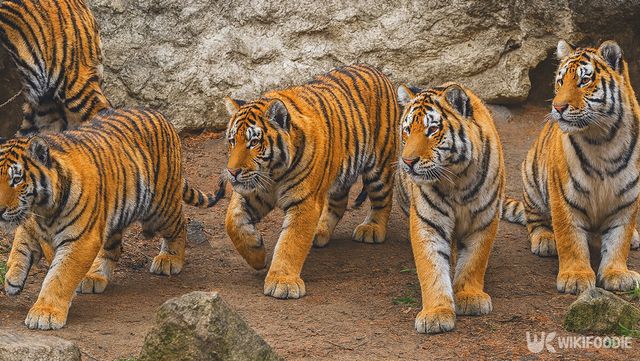 한국 호랑이 자료 사진. / 위키푸디