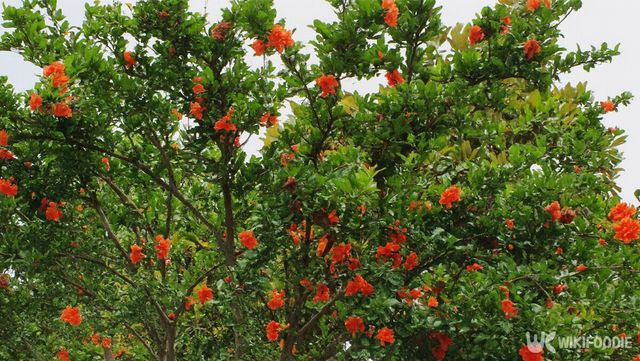 석류 자료 사진. / 위키푸디