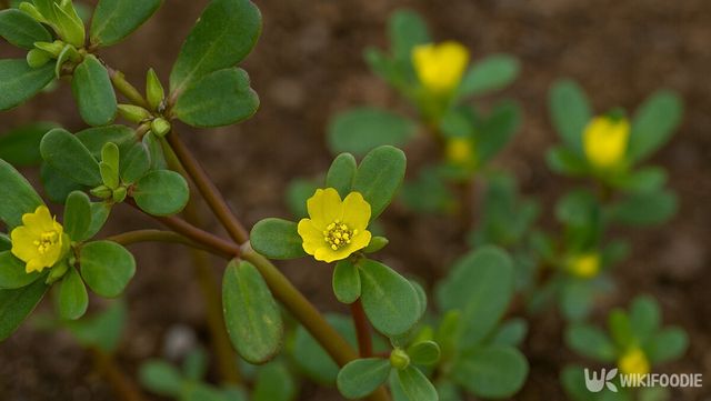 쇠비름 자료 사진. / 위키푸디