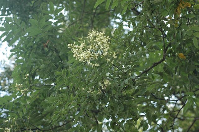 회화나무 자료 사진. / 국립생물자원관