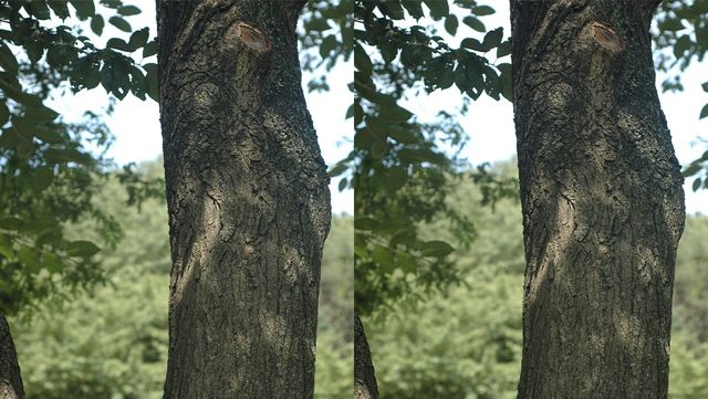 회화나무 자료 사진. / 국립생물자원관