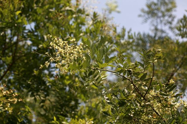 회화나무 자료 사진. / 국립생물자원관