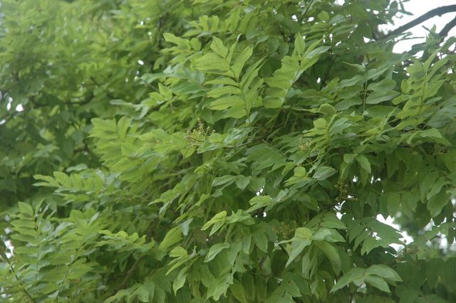 회화나무 자료 사진. / 국립생물자원관