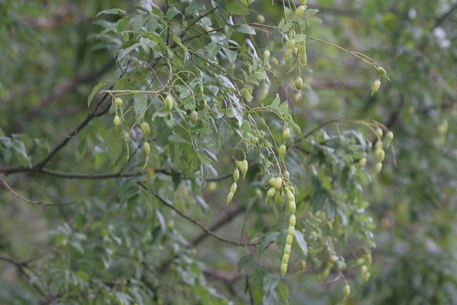 회화나무 자료 사진. / 국립생물자원관