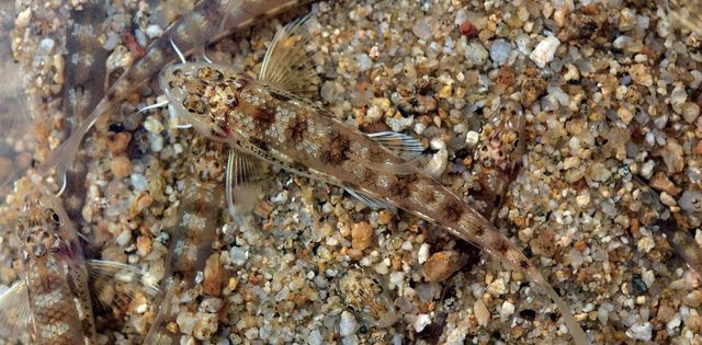 흰수마자 자료 사진. / 국립생물자원관