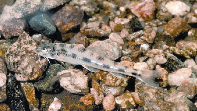 흰수마자 자료 사진. / 국립생물자원관