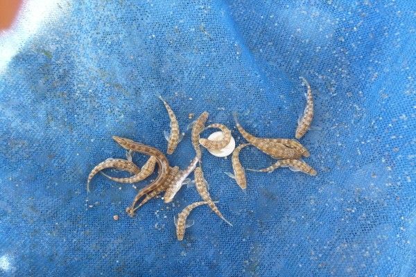 흰수마자 자료 사진. / 국립생물자원관