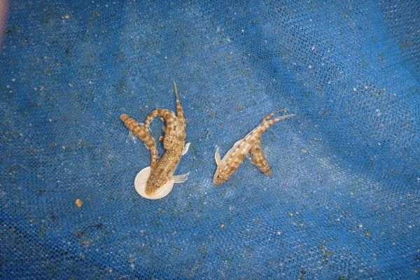 흰수마자 자료 사진. / 국립생물자원관