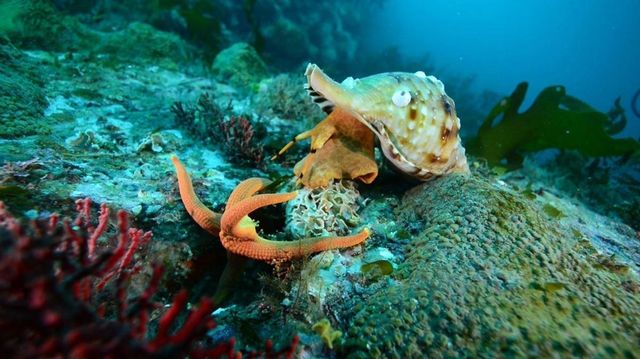 불가사리를 먹는 나팔고둥 / 국립공원공단 생물종정보 : 동물