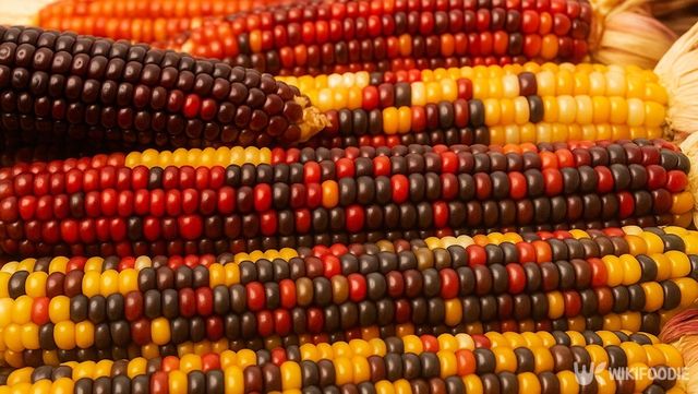 여러 색을 띠는 옥수수 / 위키푸디