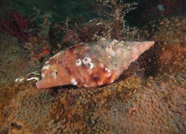 나팔고둥 / 국립공원공단 생물종정보 : 동물