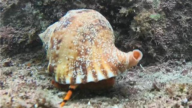 나팔고둥 / 국립공원공단 생물종정보 : 동물