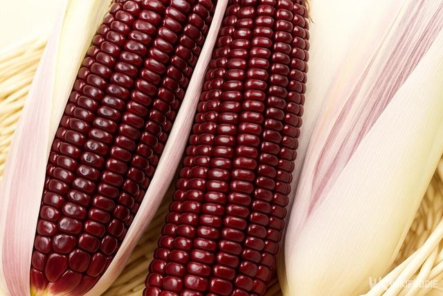 흑찰옥수수 / 위키푸디