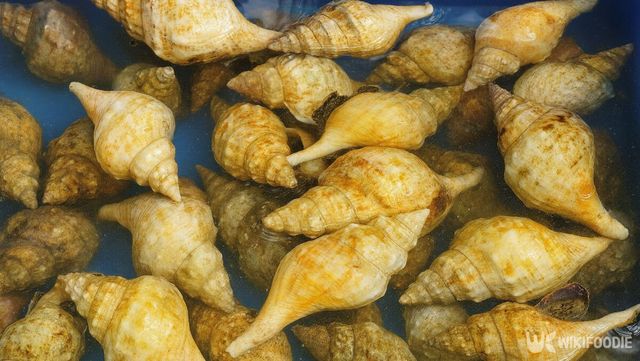 나팔고둥 참고 사진. / 위키푸디